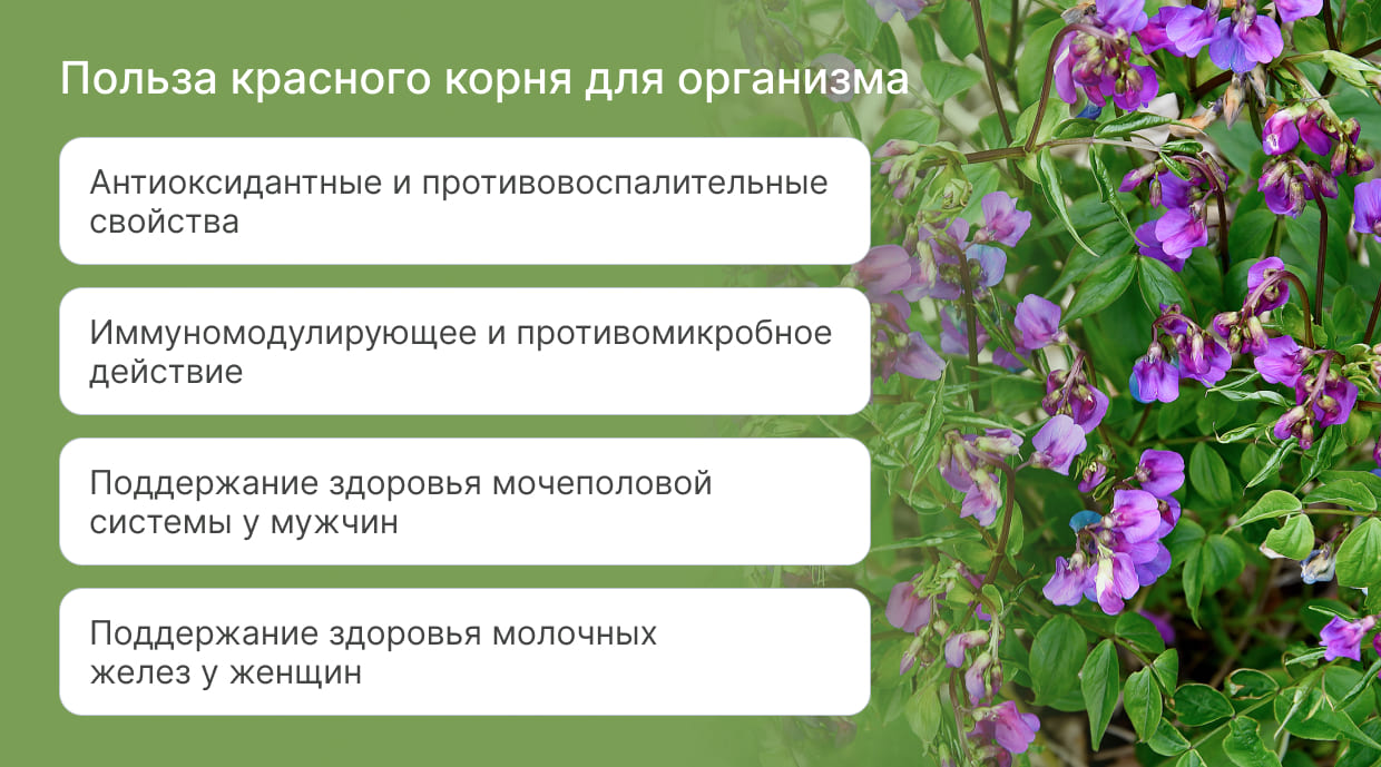 Чем полезен красный корень?